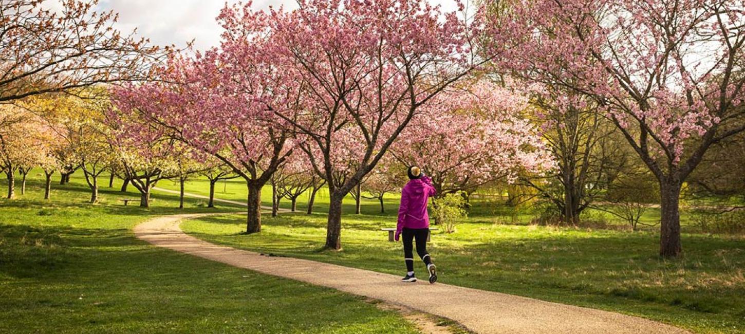 Forår og japanske kirsebær i Mindeparken i Aarhus