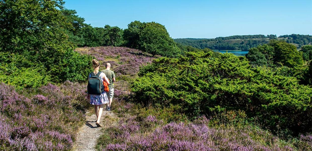 Lyngen springer ud i Dollerup Bakker