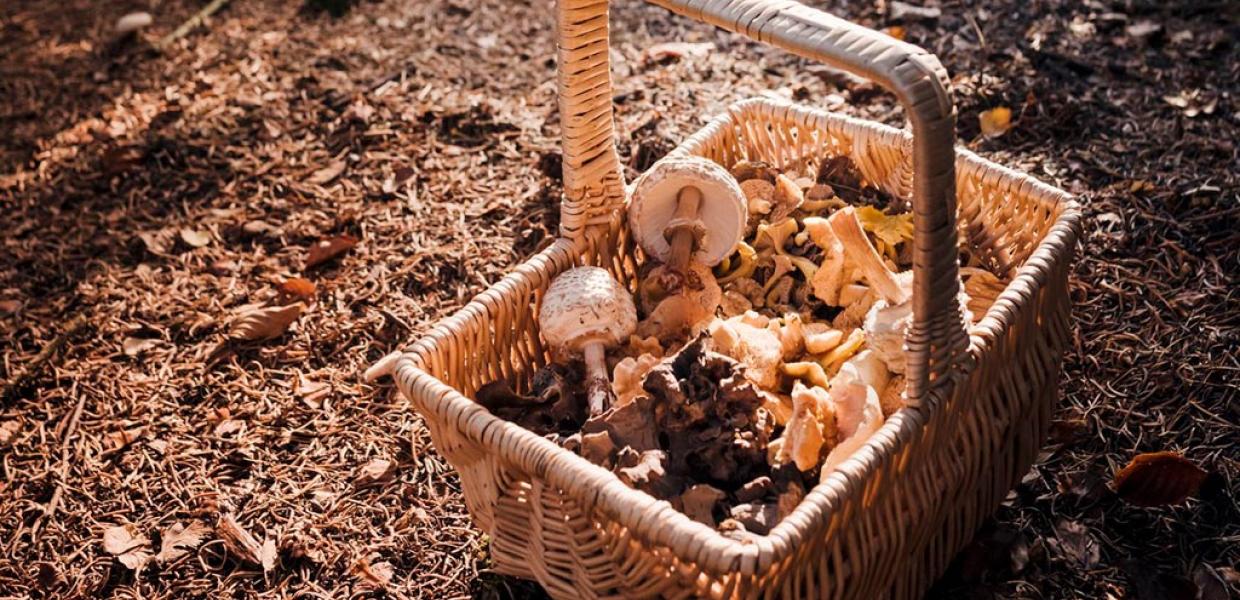 Tag på svampejagt i naturen