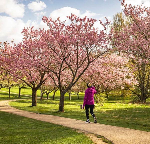 Forår og japanske kirsebær i Mindeparken i Aarhus